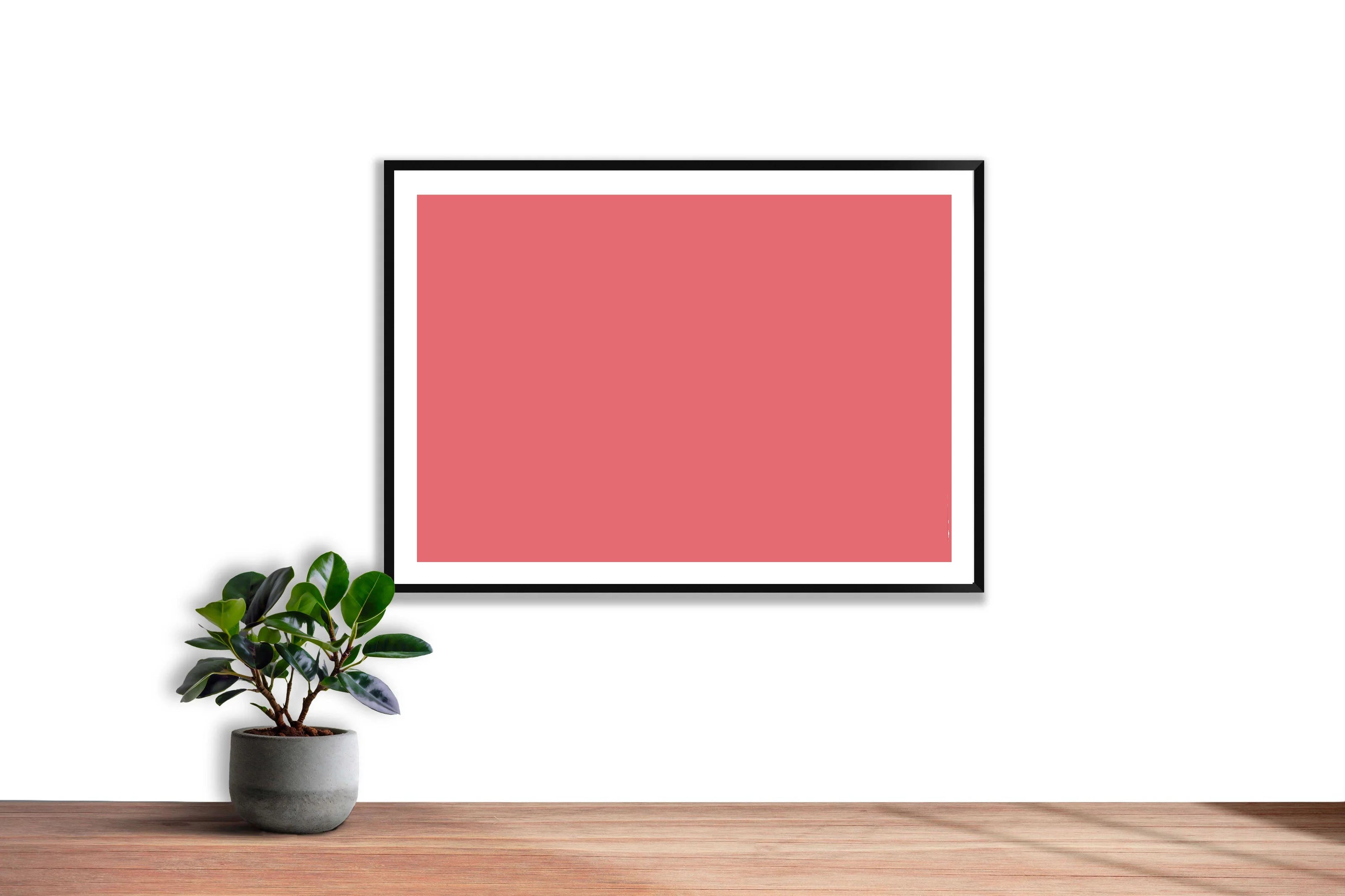 Rose Corail